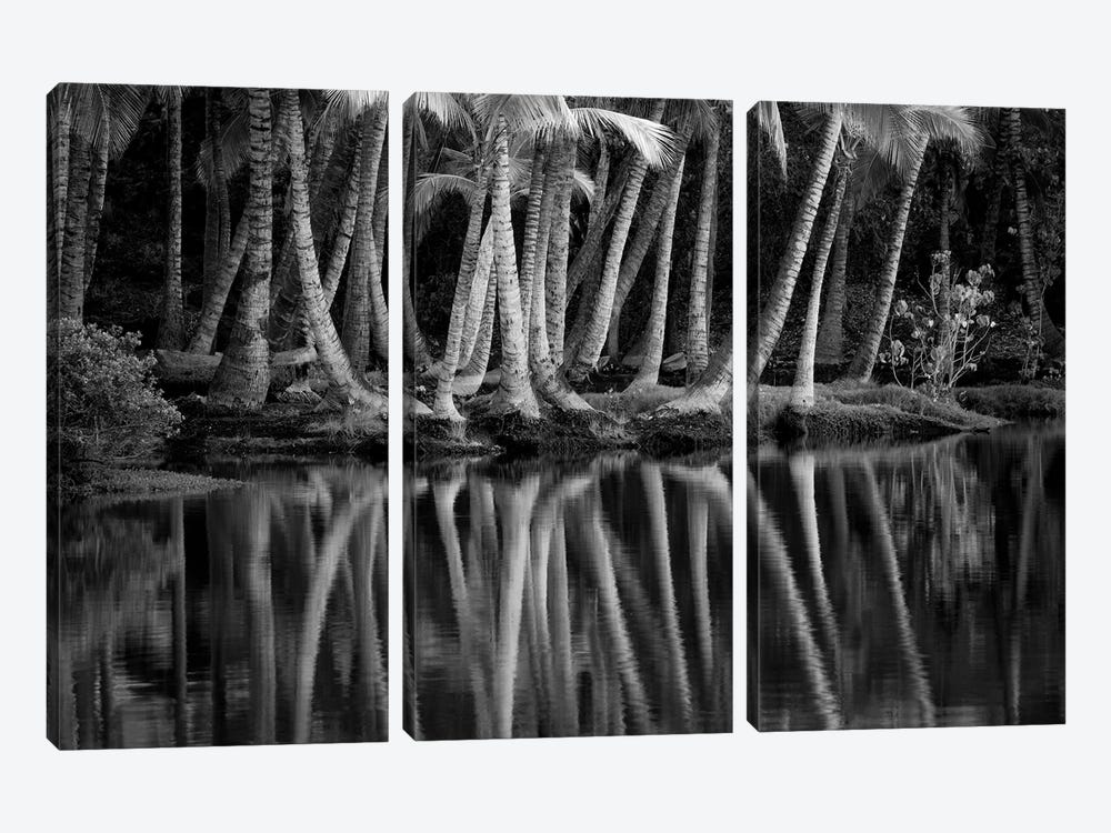 Palm Reflection III by Dennis Frates 3-piece Canvas Print