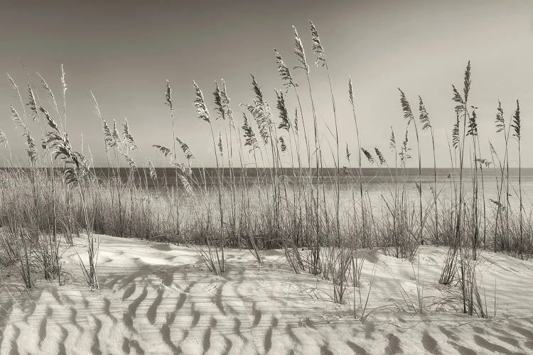 Seaside Dune Grasses by Dennis Frates wall art