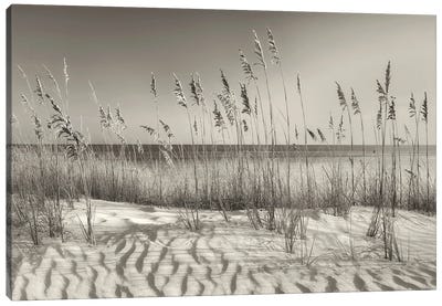 Seaside Dune Grasses Canvas Art Print - Coastal Sand Dune Art