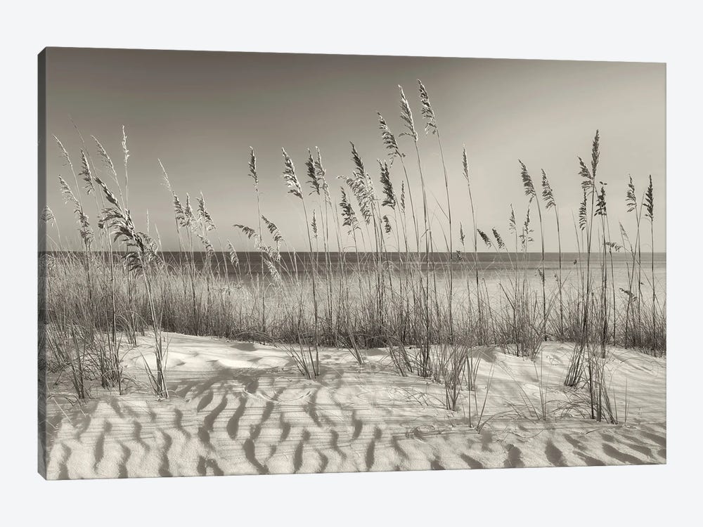 Seaside Dune Grasses by Dennis Frates 1-piece Canvas Wall Art