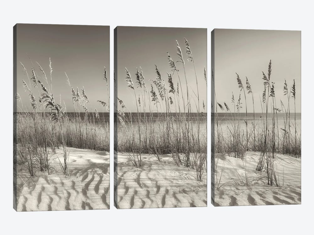 Seaside Dune Grasses by Dennis Frates 3-piece Canvas Artwork