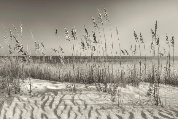 Coastal Sand Dunes: Seaside Dune Grasses by Dennis Frates
