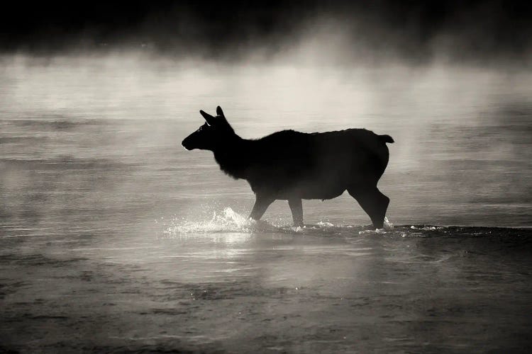 Elk Crossing