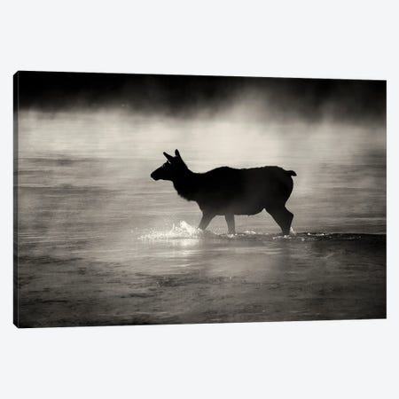 Elk Crossing Canvas Print #DEN1300} by Dennis Frates Canvas Artwork