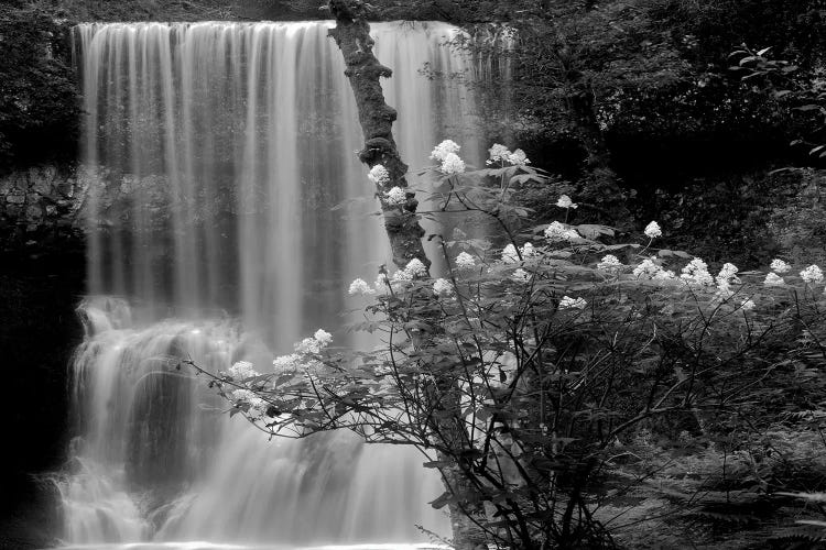 Floral Falls