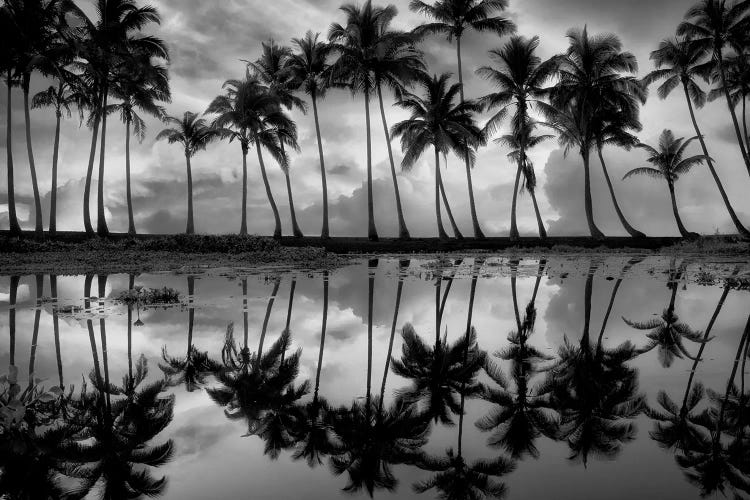 Tropical Palm Reflection