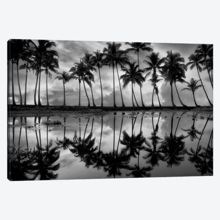 Tropical Palm Reflection Canvas Print #DEN1307} by Dennis Frates Canvas Art Print