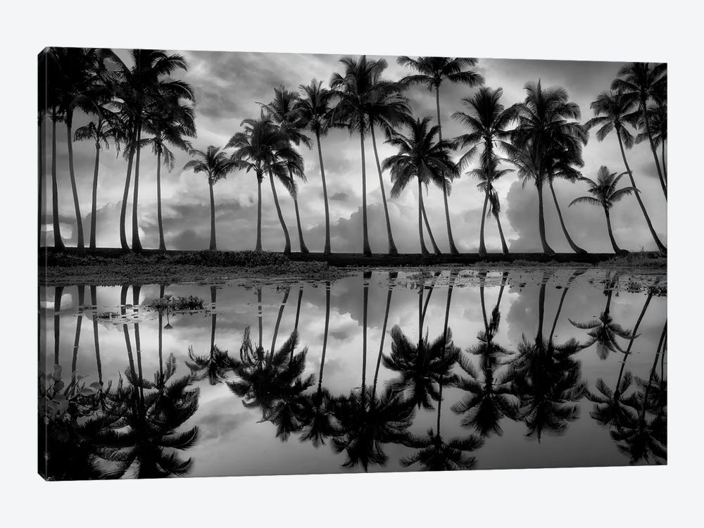 Tropical Palm Reflection by Dennis Frates 1-piece Canvas Artwork