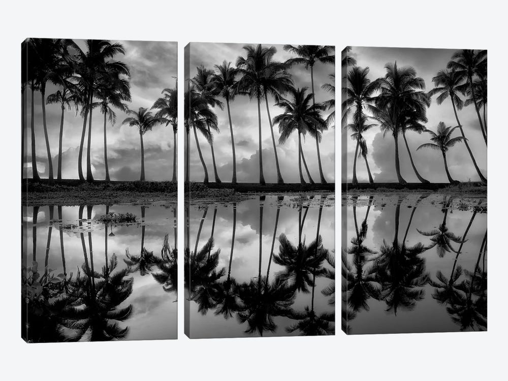 Tropical Palm Reflection by Dennis Frates 3-piece Canvas Art