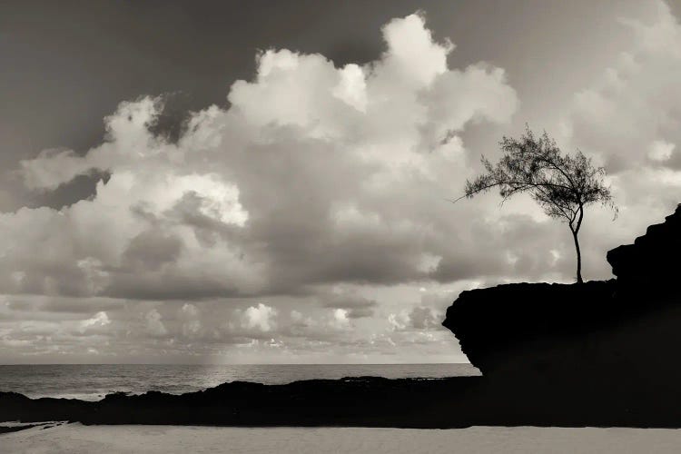 Lone Seaside Tree