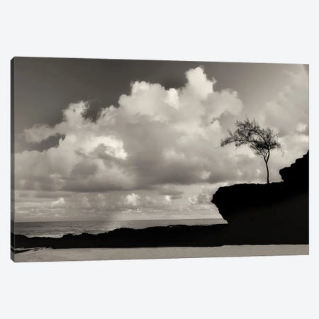 Lone Seaside Tree Canvas Print #DEN1308} by Dennis Frates Canvas Wall Art