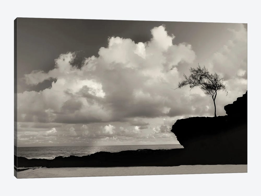 Lone Seaside Tree by Dennis Frates 1-piece Canvas Print