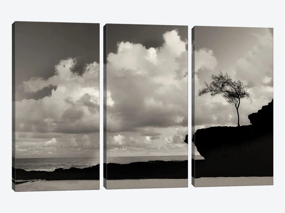 Lone Seaside Tree by Dennis Frates 3-piece Canvas Print