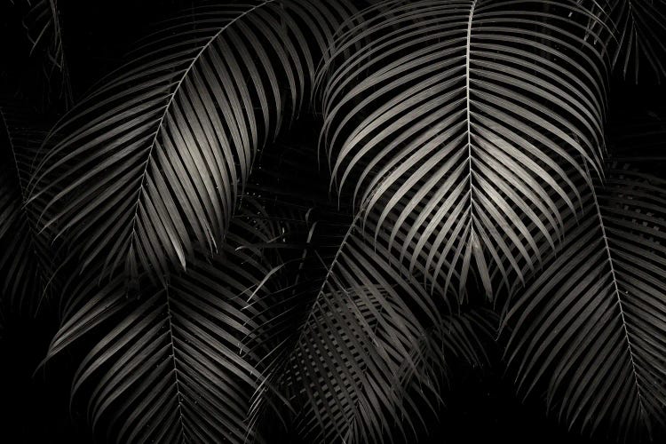 Tropical Leaf Patterns