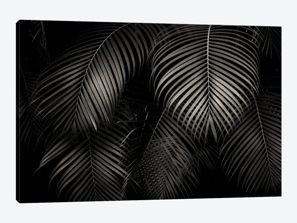 Tropical Leaf Patterns by Dennis Frates 1-piece Canvas Art