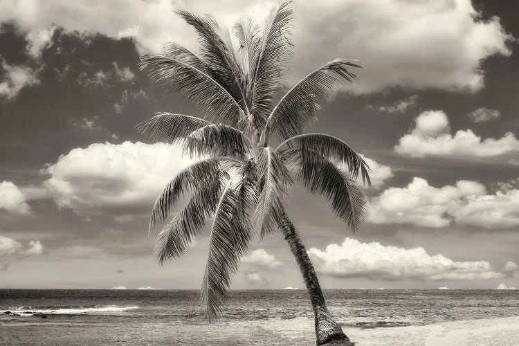 Lone Tropical Pine