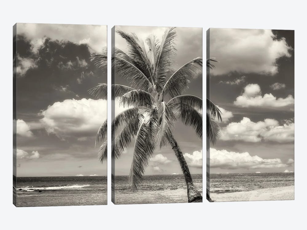 Lone Tropical Pine by Dennis Frates 3-piece Canvas Wall Art