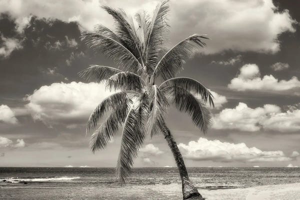Tropical Beaches: Lone Tropical Pine by Dennis Frates