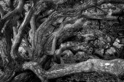 Twisted Tree III by Dennis Frates art print