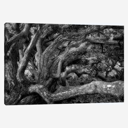Twisted Tree III Canvas Print #DEN1319} by Dennis Frates Canvas Print