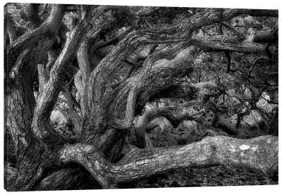 Twisted Tree III Canvas Art Print - Dennis Frates