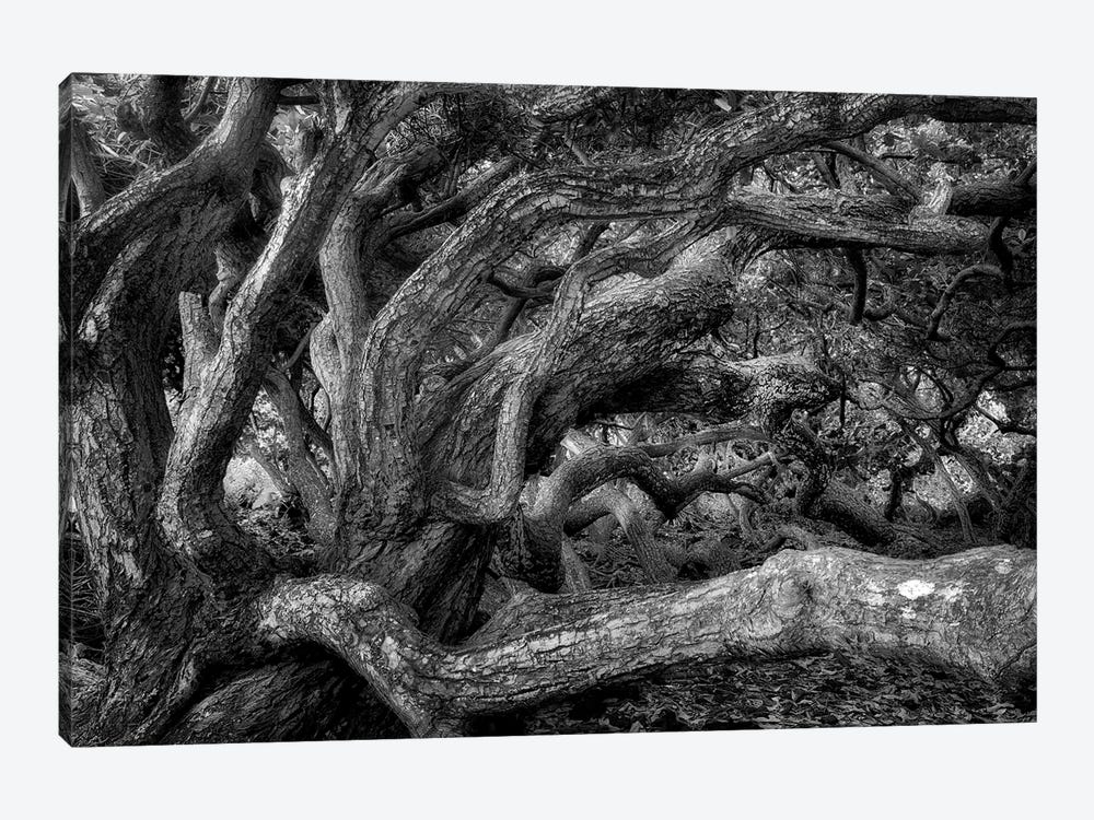Twisted Tree III by Dennis Frates 1-piece Canvas Print
