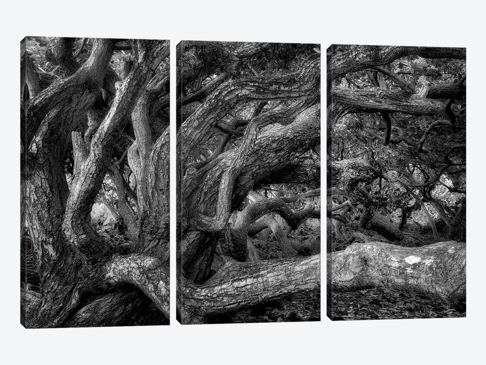 Twisted Tree III by Dennis Frates 3-piece Canvas Art Print