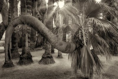 Twisted Palm Tree by Dennis Frates multi panel art