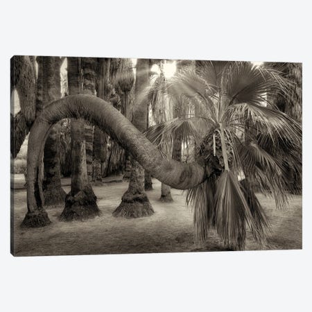 Twisted Palm Tree Canvas Print #DEN1324} by Dennis Frates Canvas Art Print