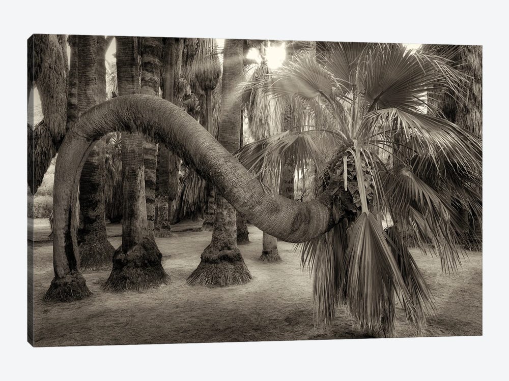 Twisted Palm Tree by Dennis Frates 1-piece Canvas Art Print