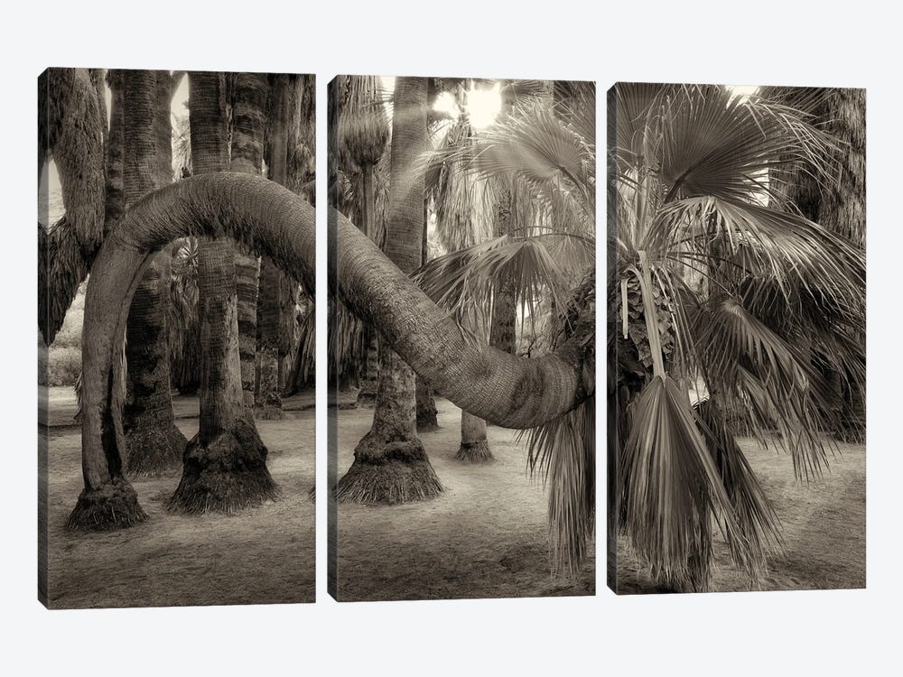 Twisted Palm Tree by Dennis Frates 3-piece Art Print