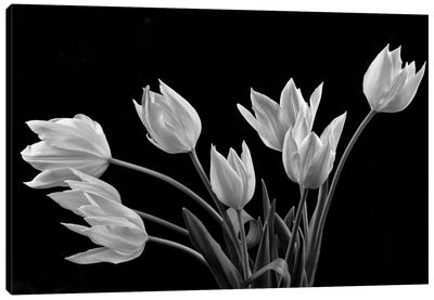 Tulips Canvas Art Print - Tulip Art