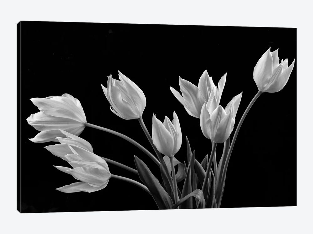 Tulips by Dennis Frates 1-piece Canvas Print