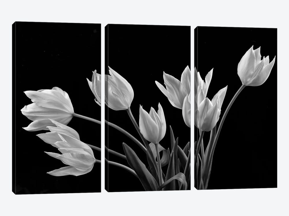 Tulips by Dennis Frates 3-piece Canvas Print