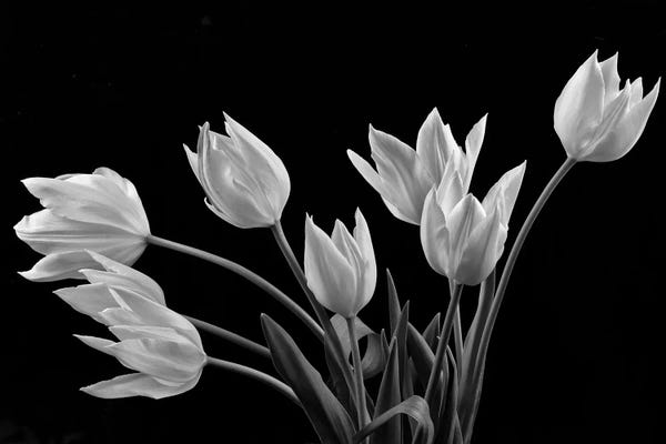 Black & White Photography: Tulips by Dennis Frates