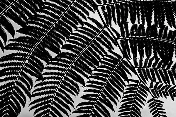 Dennis Frates: Fern Silhouette by Dennis Frates