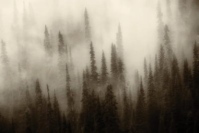 Foggy Forest III by Dennis Frates canvas print