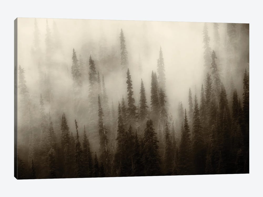 Foggy Forest III by Dennis Frates 1-piece Canvas Wall Art