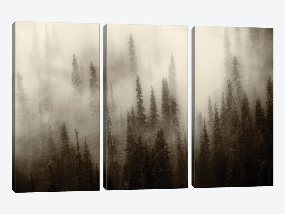 Foggy Forest III by Dennis Frates 3-piece Canvas Wall Art