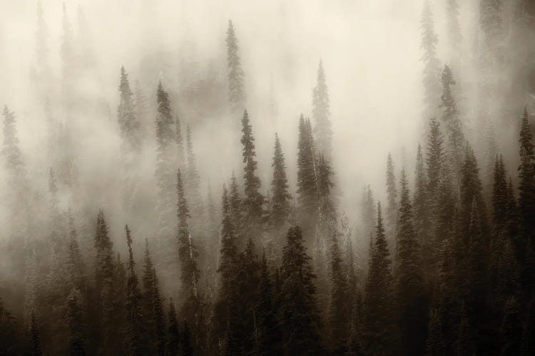 Foggy Forest III