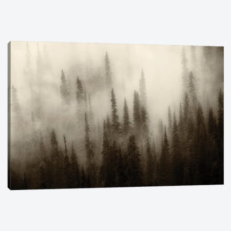 Foggy Forest III Canvas Print #DEN1334} by Dennis Frates Canvas Artwork