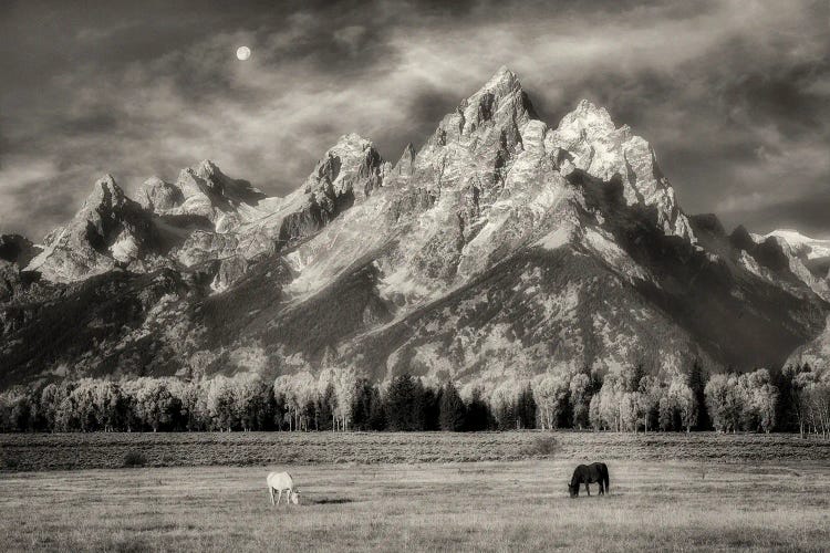 Teton Horses In Pasture