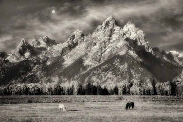 Rocky Mountains: Teton Horses In Pasture by Dennis Frates