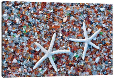 Glass Beach Starfish Canvas Art Print - Starfish Art