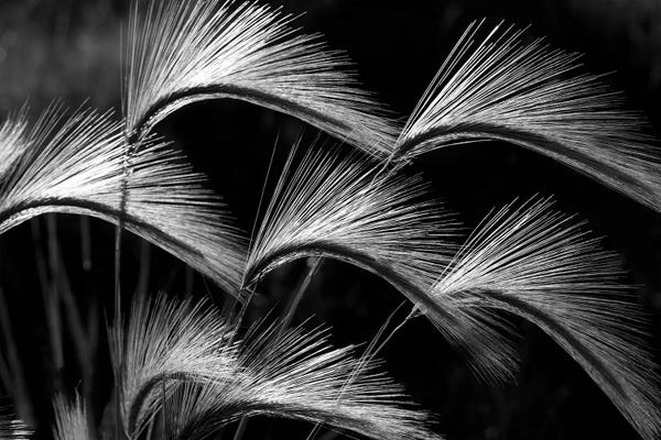 Grasses: Grass Close Up by Dennis Frates