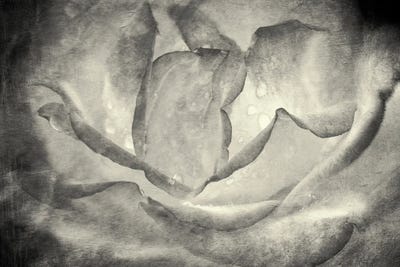 Bright Flower by Dennis Frates canvas print