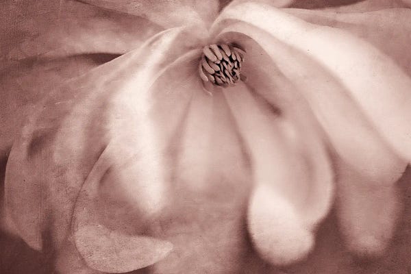 Magnolias: Magnolia by Dennis Frates