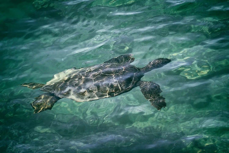 Sea Turtle IV by Dennis Frates wall art