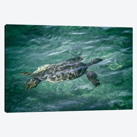 Sea Turtle IV Canvas Print #DEN1365} by Dennis Frates Canvas Art Print