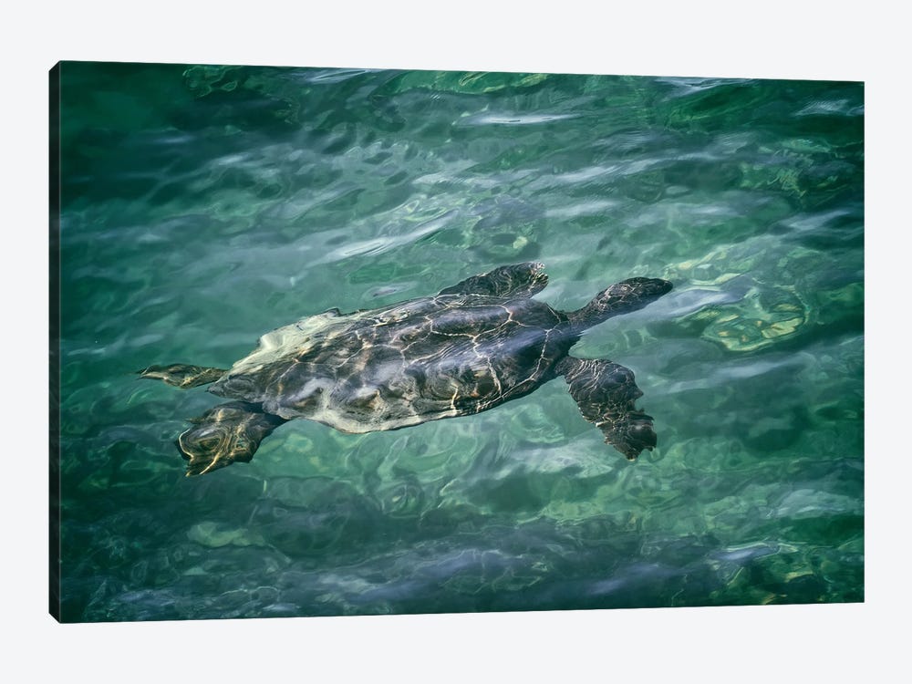 Sea Turtle IV by Dennis Frates 1-piece Canvas Art